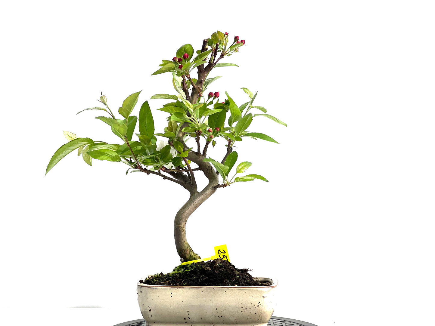 Malus Everest 1985