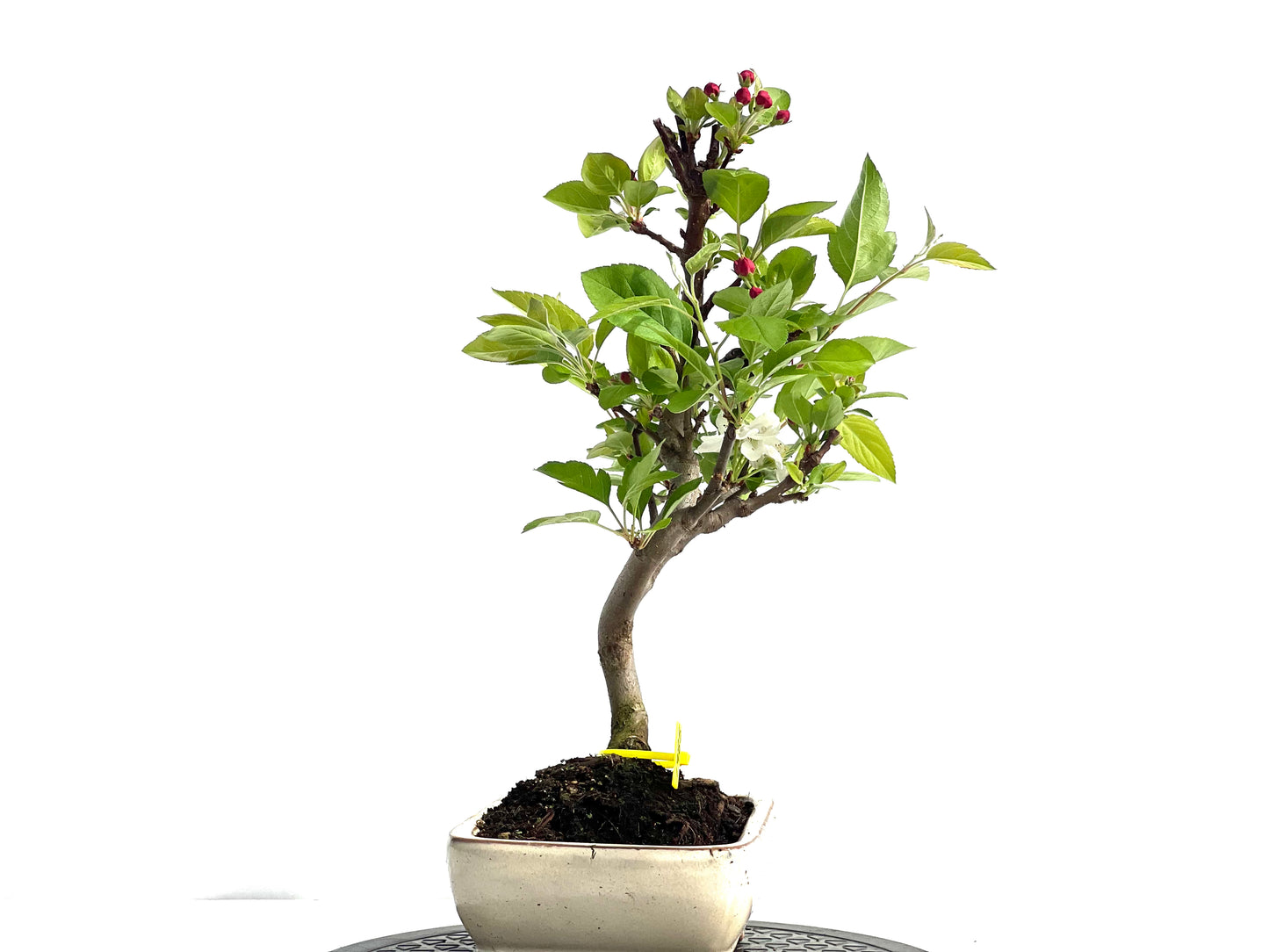 Malus Everest 1985