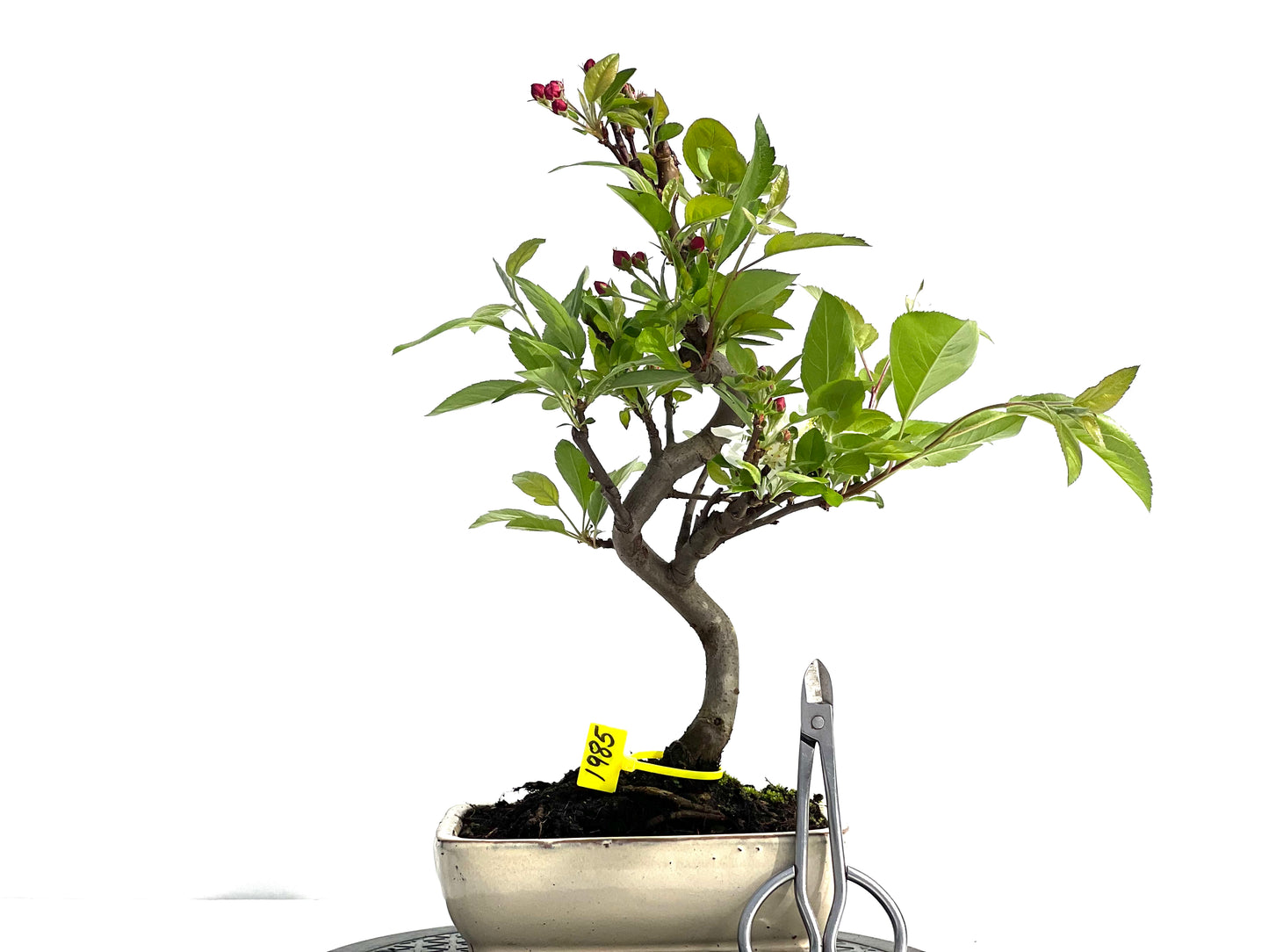 Malus Everest 1985