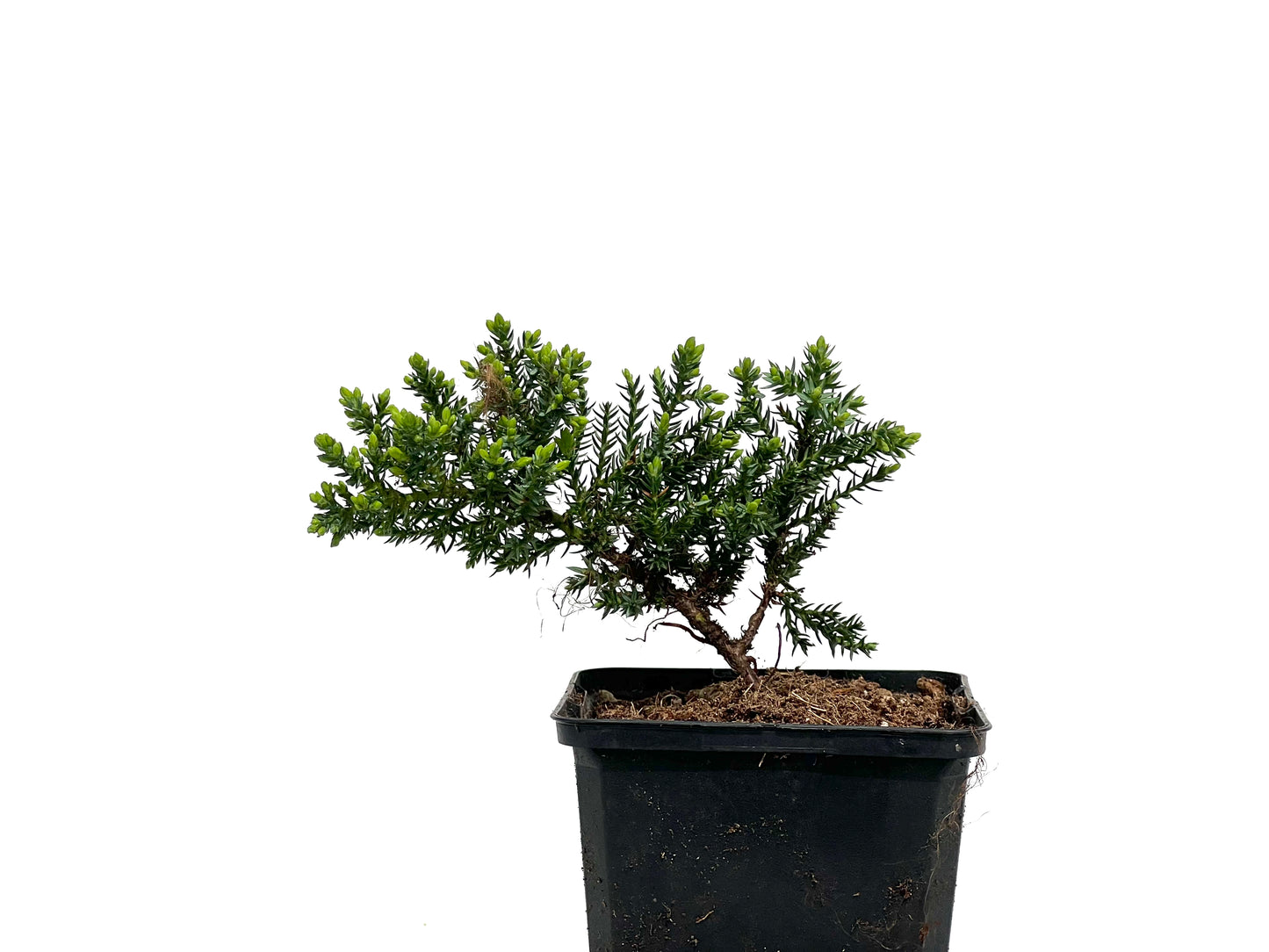 Juniperus Procumbens Nana