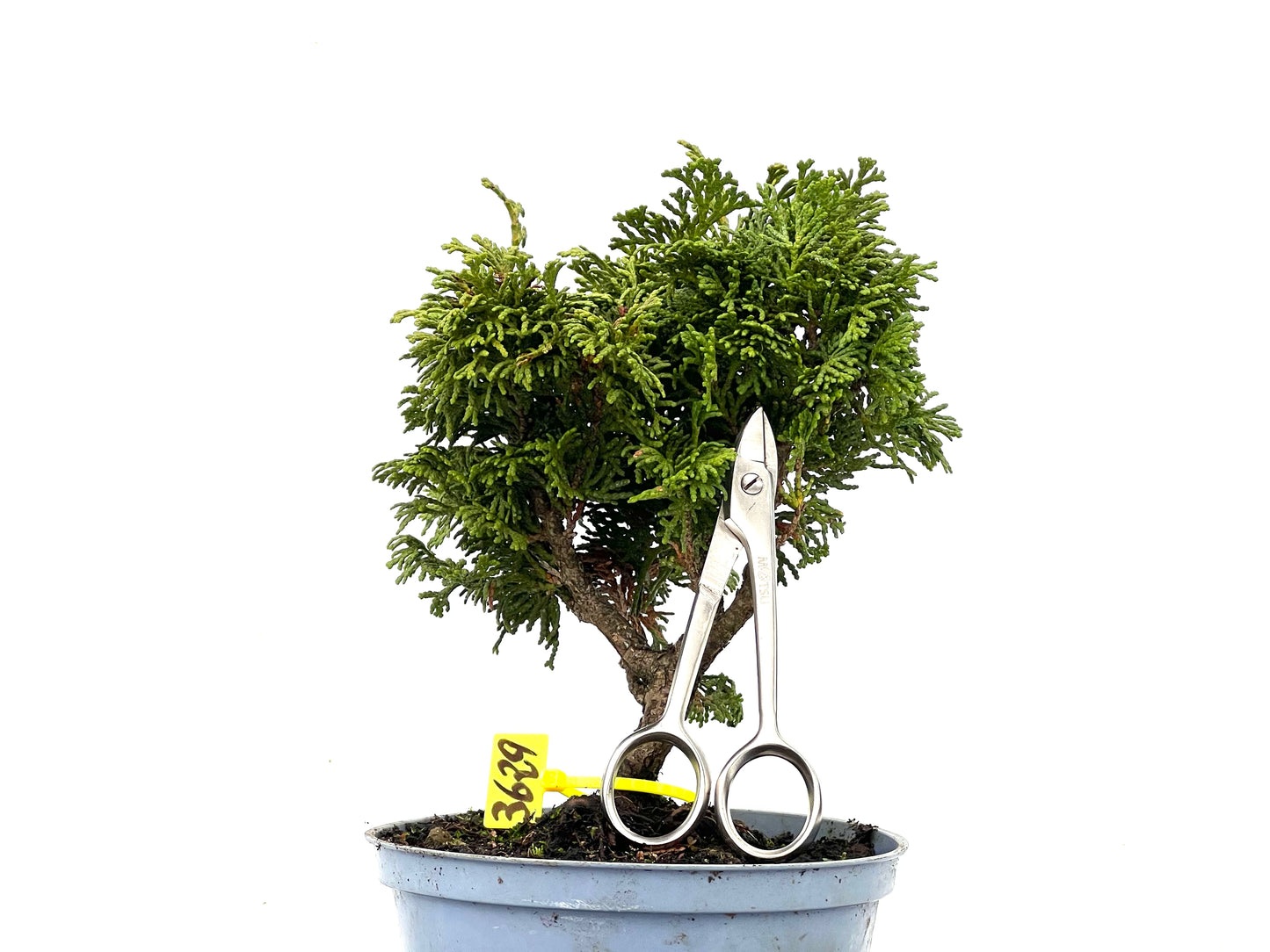 Chamaecyparis Obtusa Nana 3629