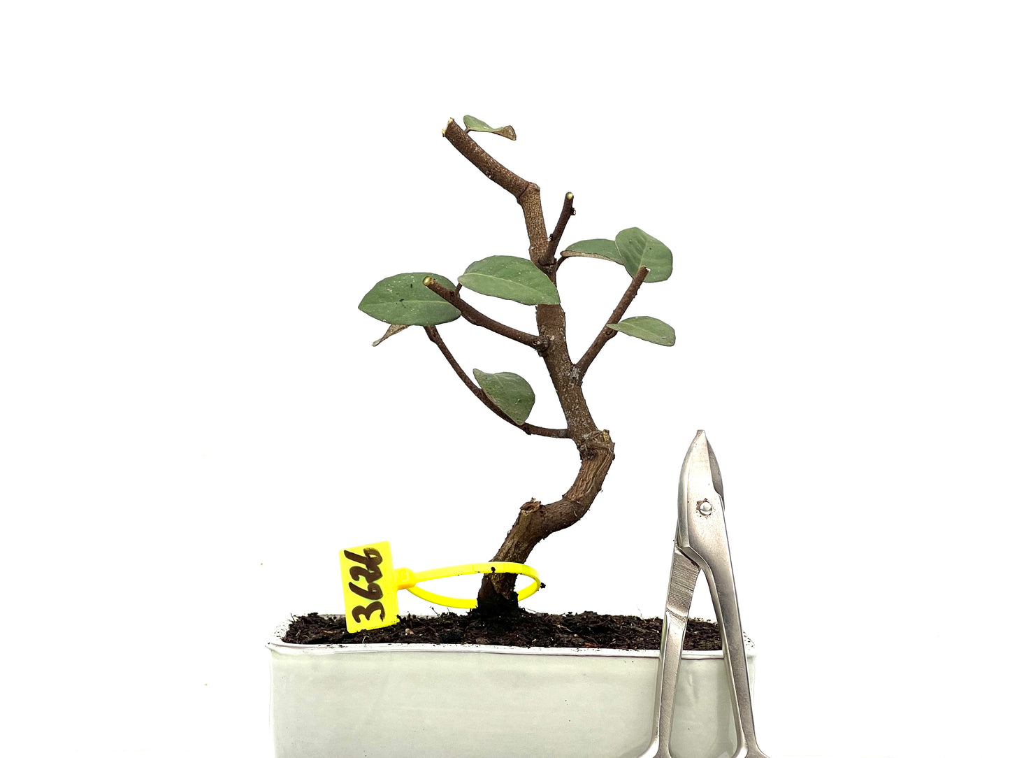 Eleagnus Pungens 3626