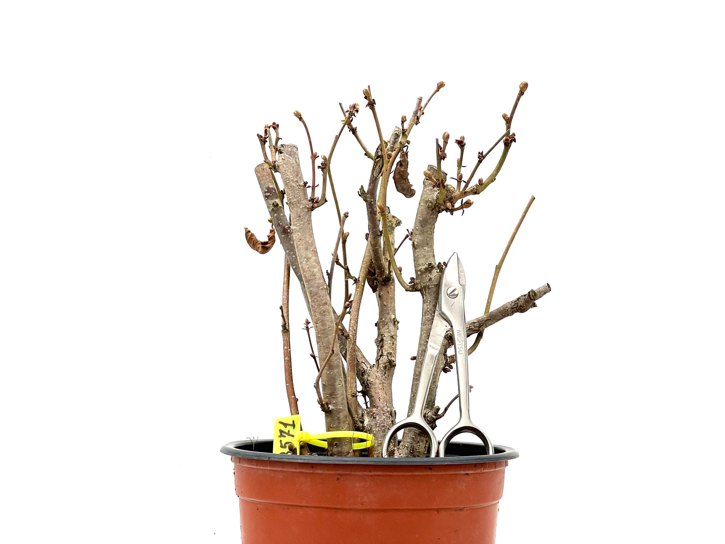 Corylus 3571