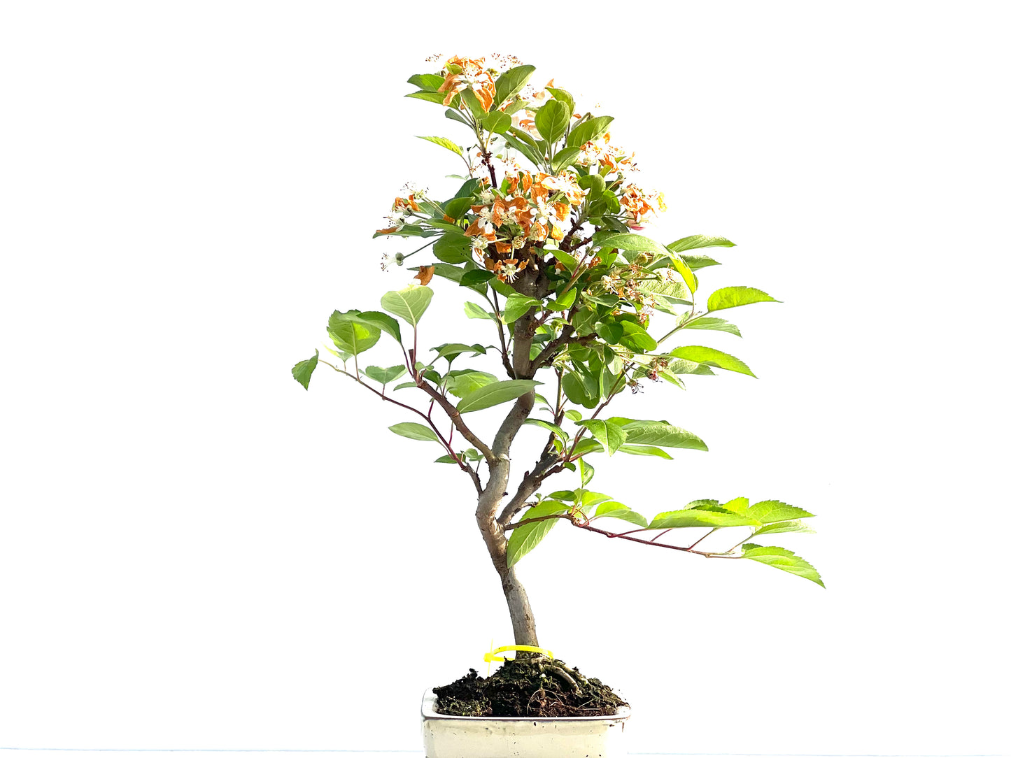 Malus Everest 1987