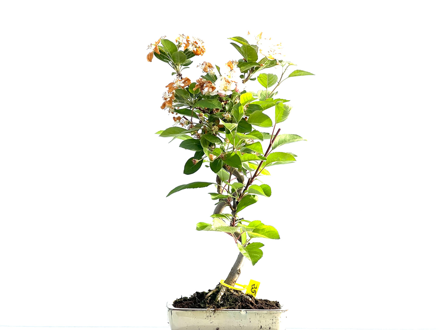 Malus Everest 1987