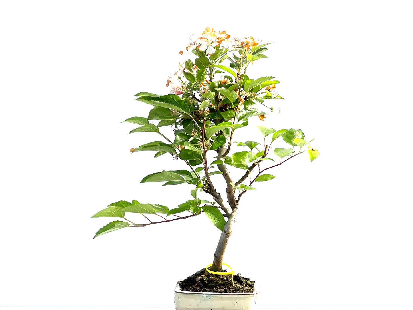 Malus Everest 1987
