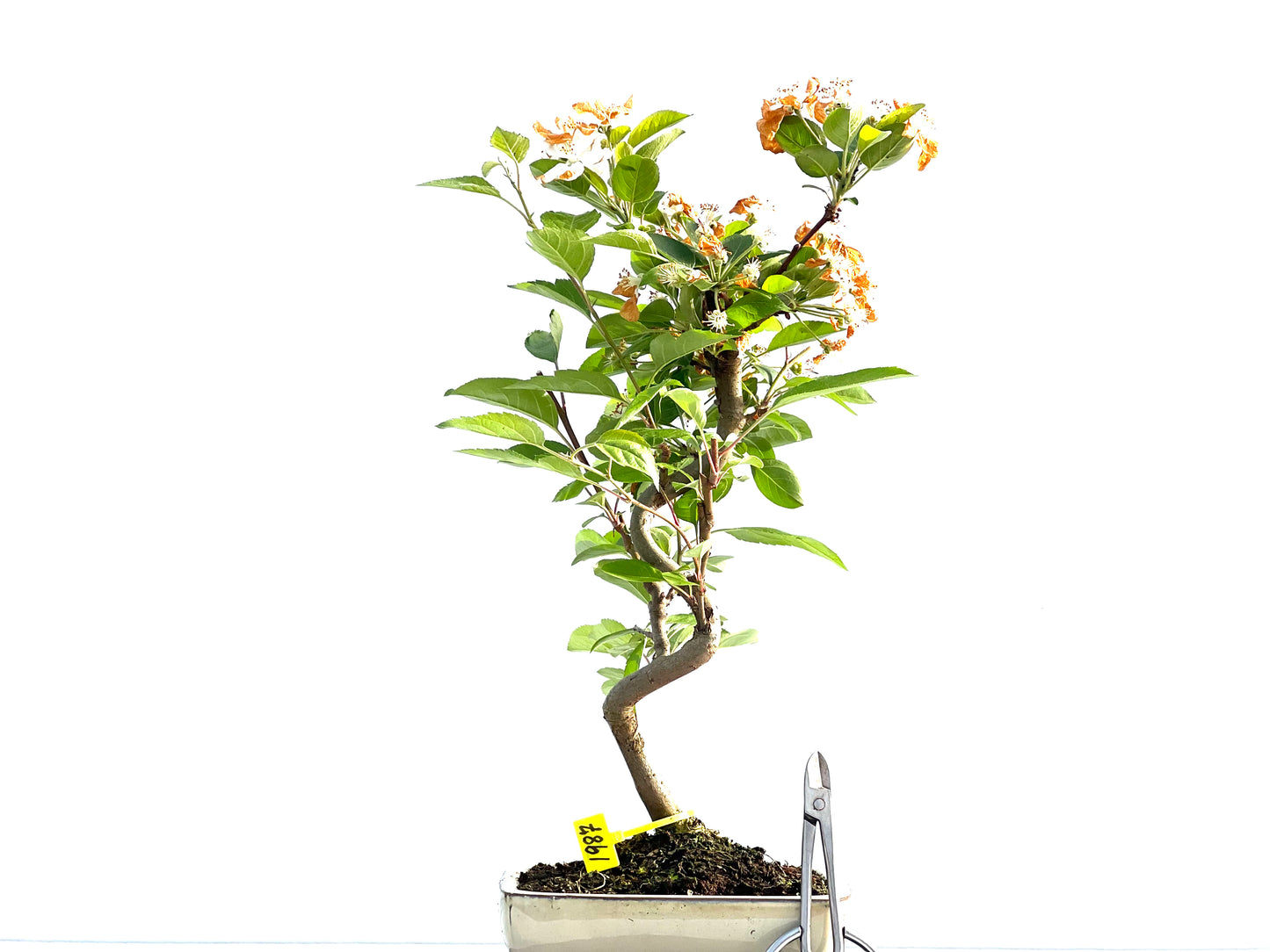 Malus Everest 1987