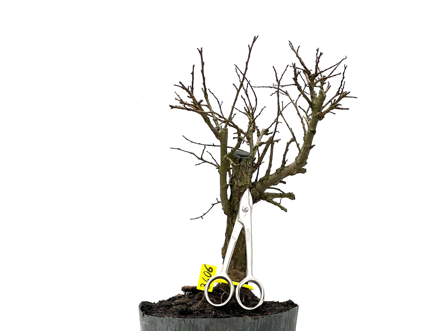 Olmo Nire Keyaki 3606
