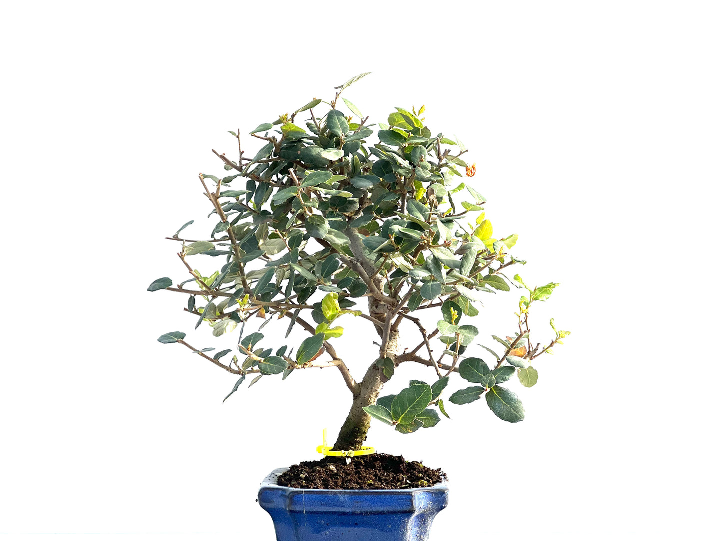 Quercus Suber 1988