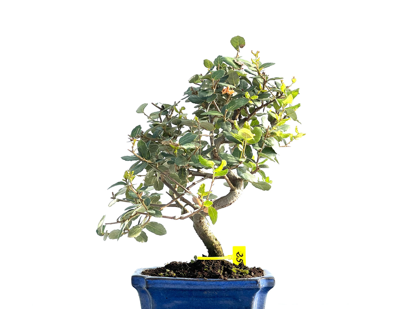 Quercus Suber 1988