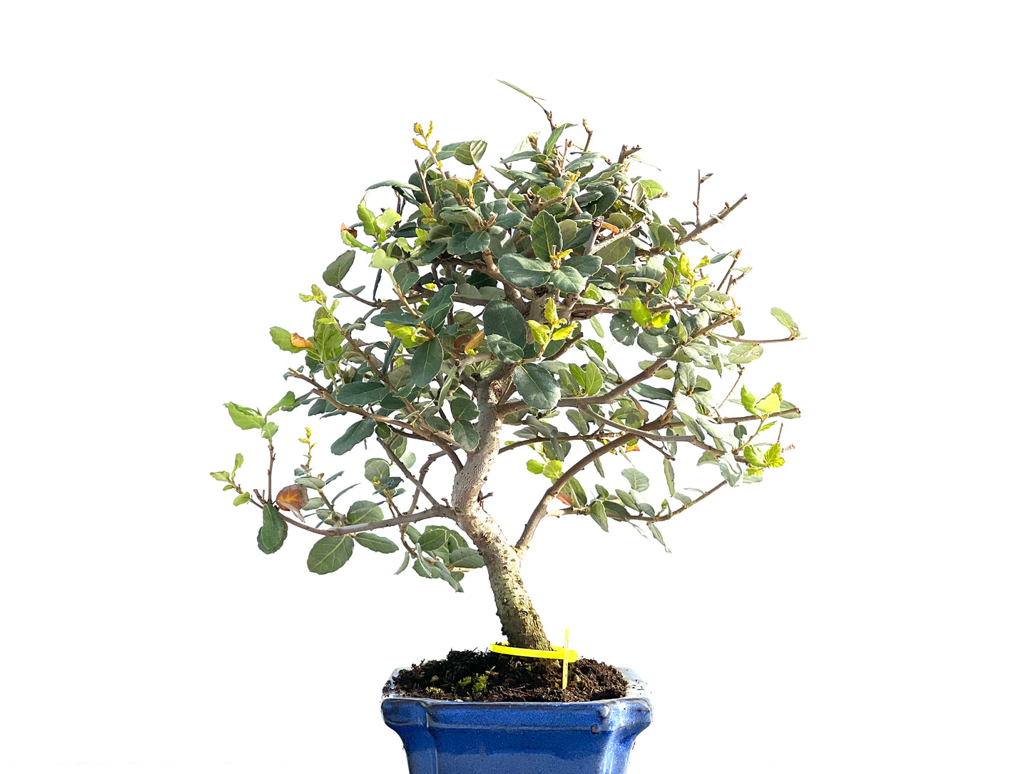 Quercus Suber 1988