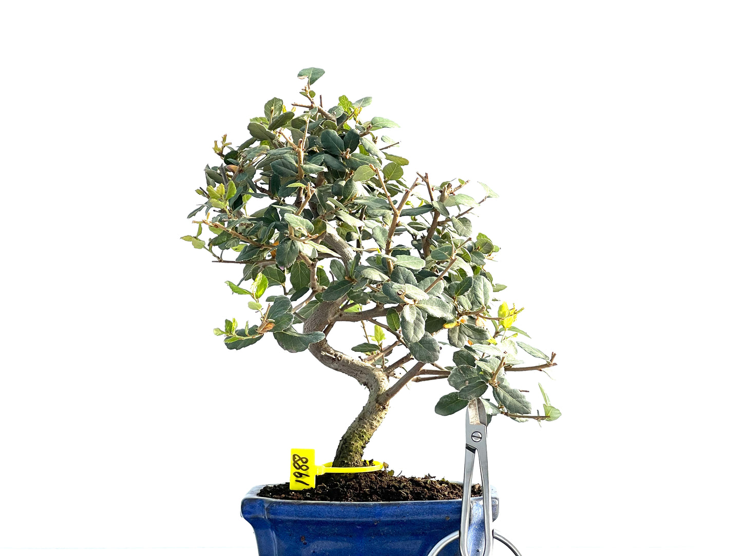 Quercus Suber 1988