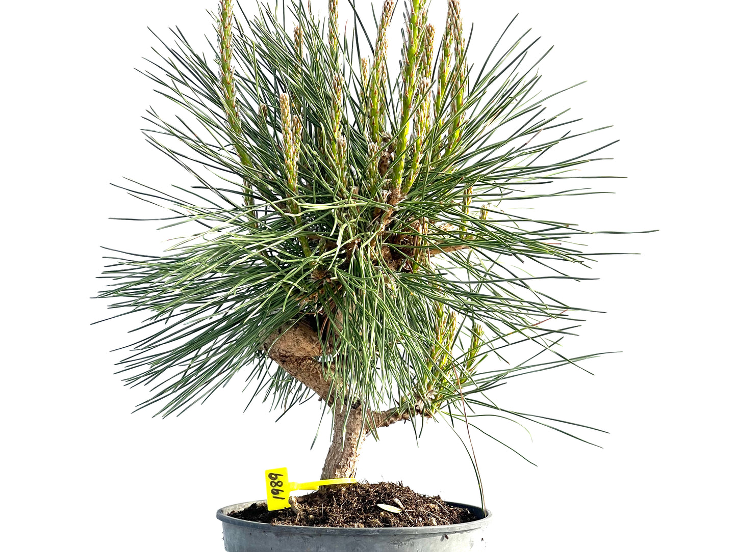 Pinus Thunbergii 1989