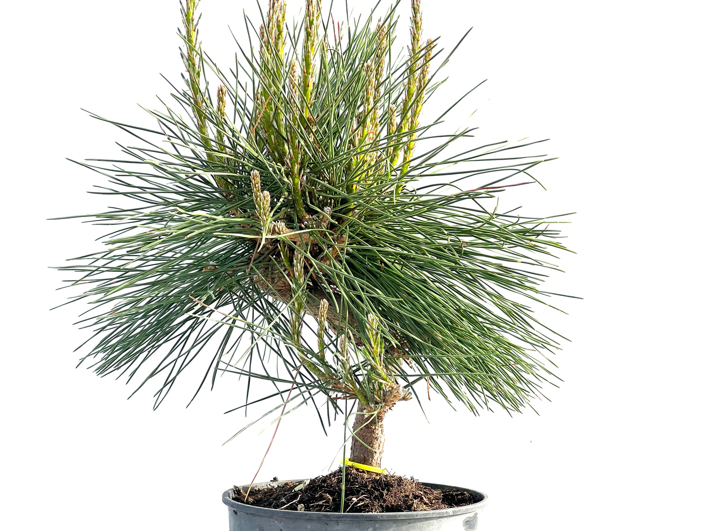 Pinus Thunbergii 1989