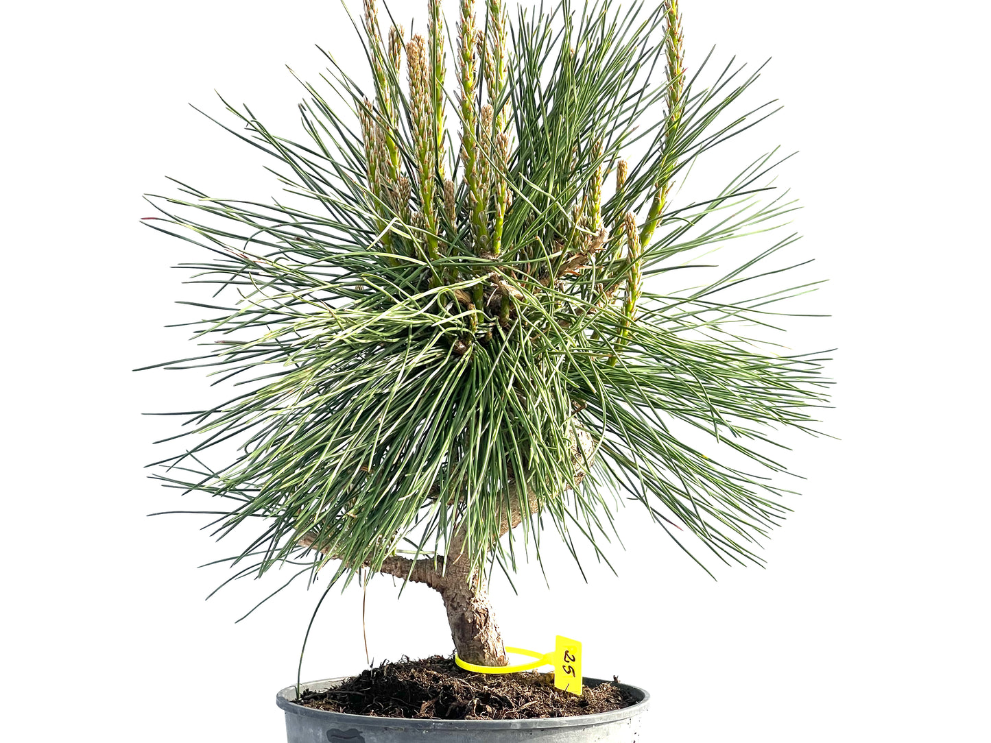 Pinus Thunbergii 1989