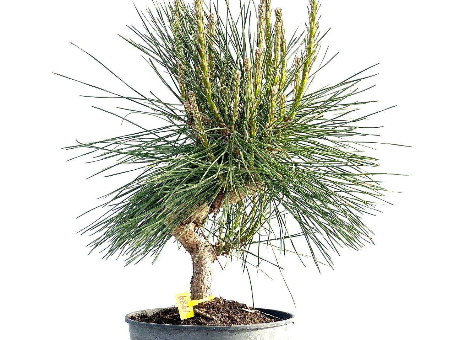Pinus Thunbergii 1989