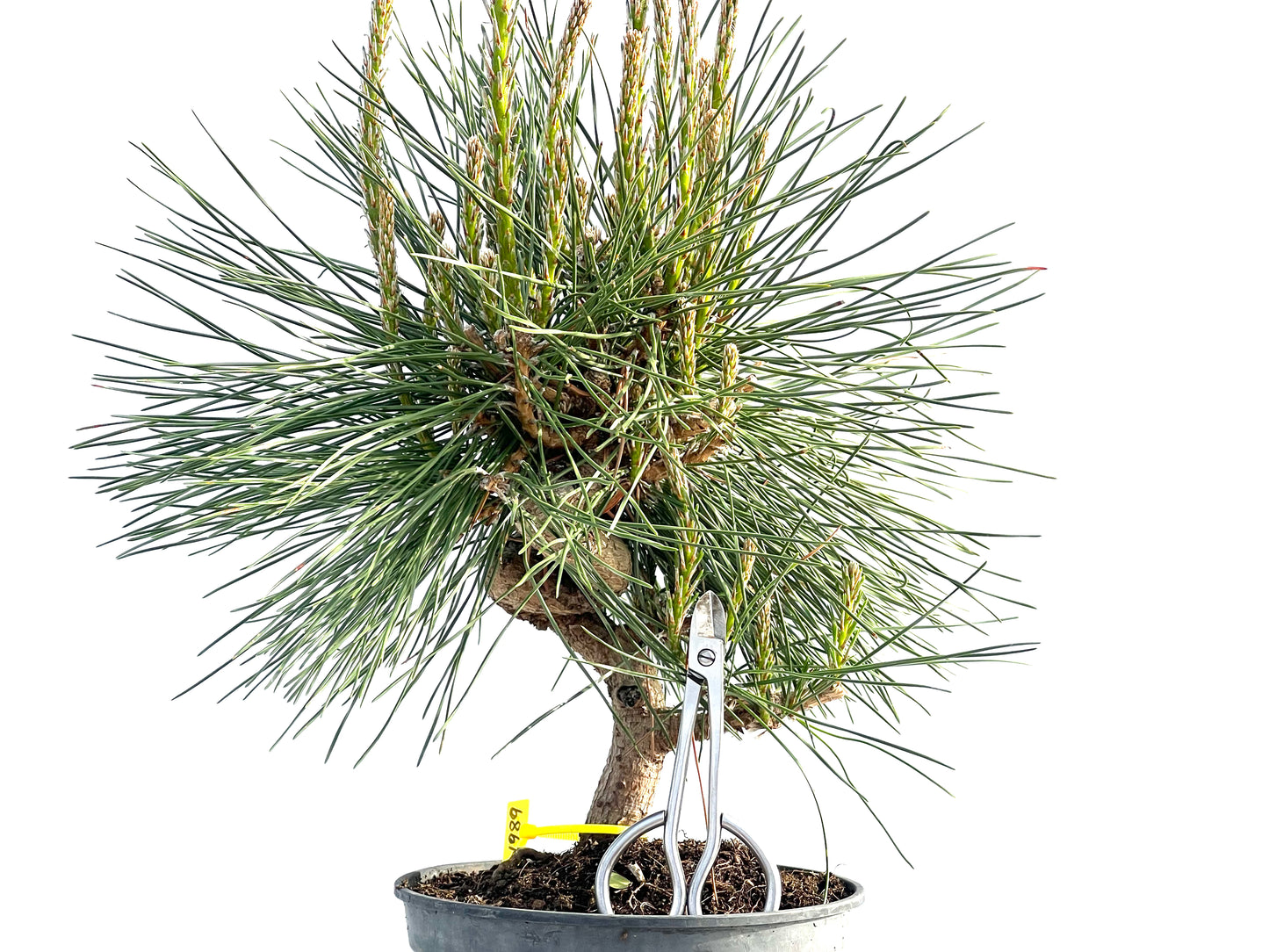 Pinus Thunbergii 1989
