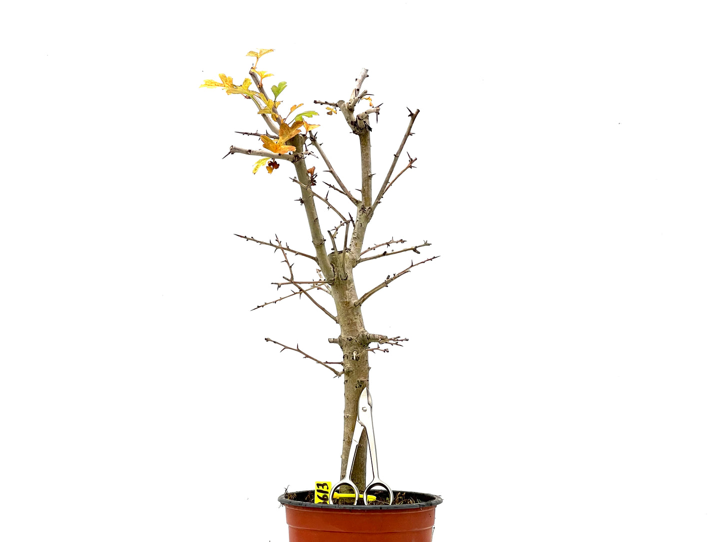 Crataegus Monogyna 3613