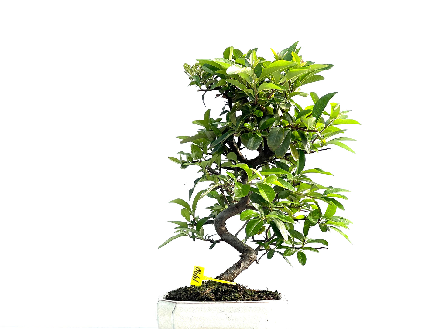 Pyracantha 1990