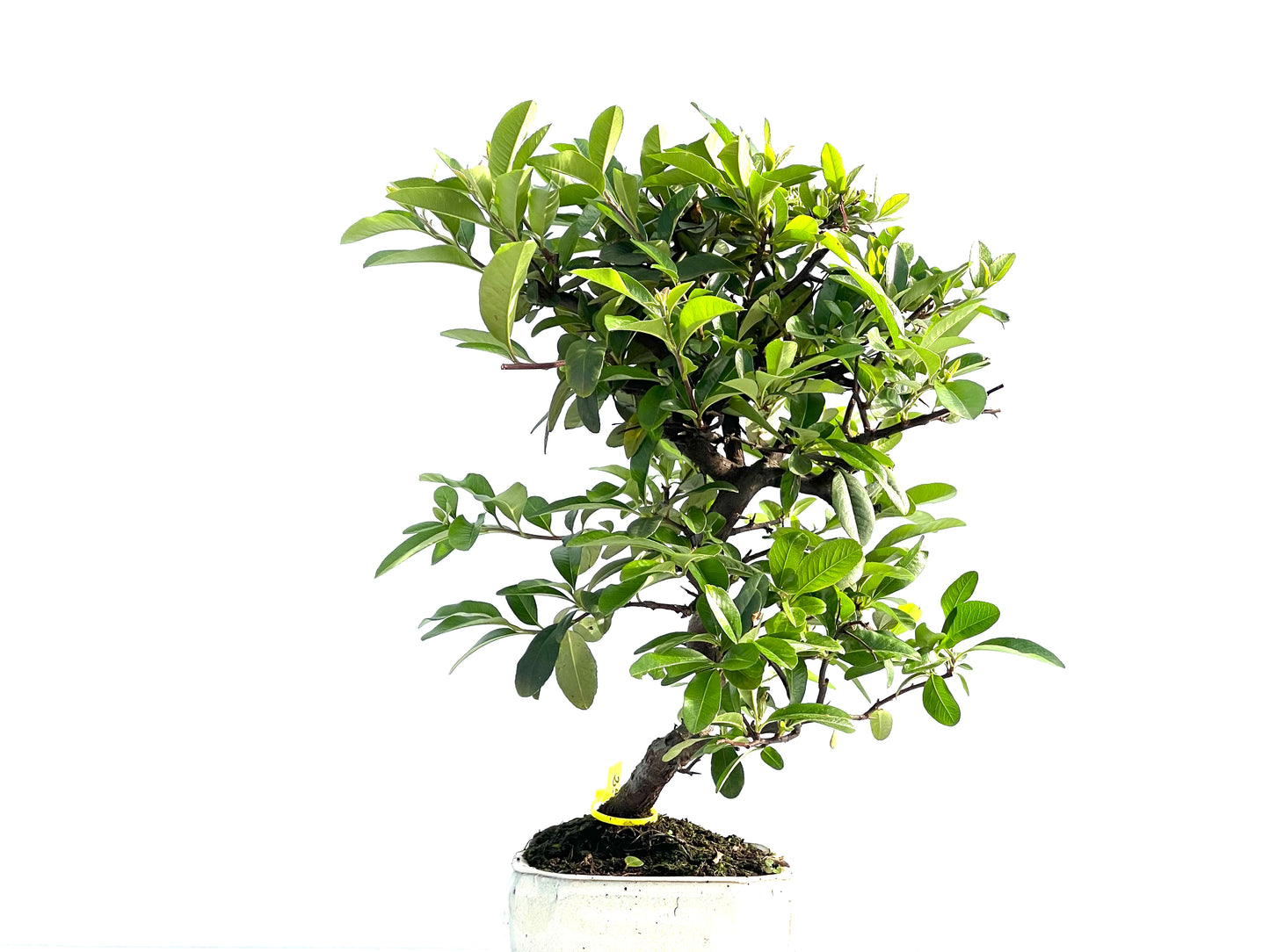 Pyracantha 1990