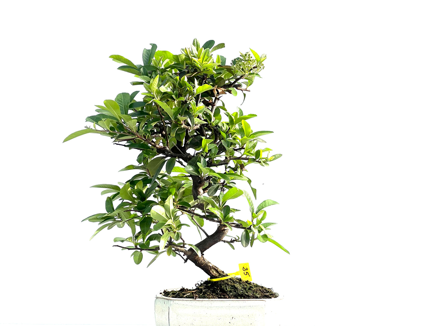 Pyracantha 1990