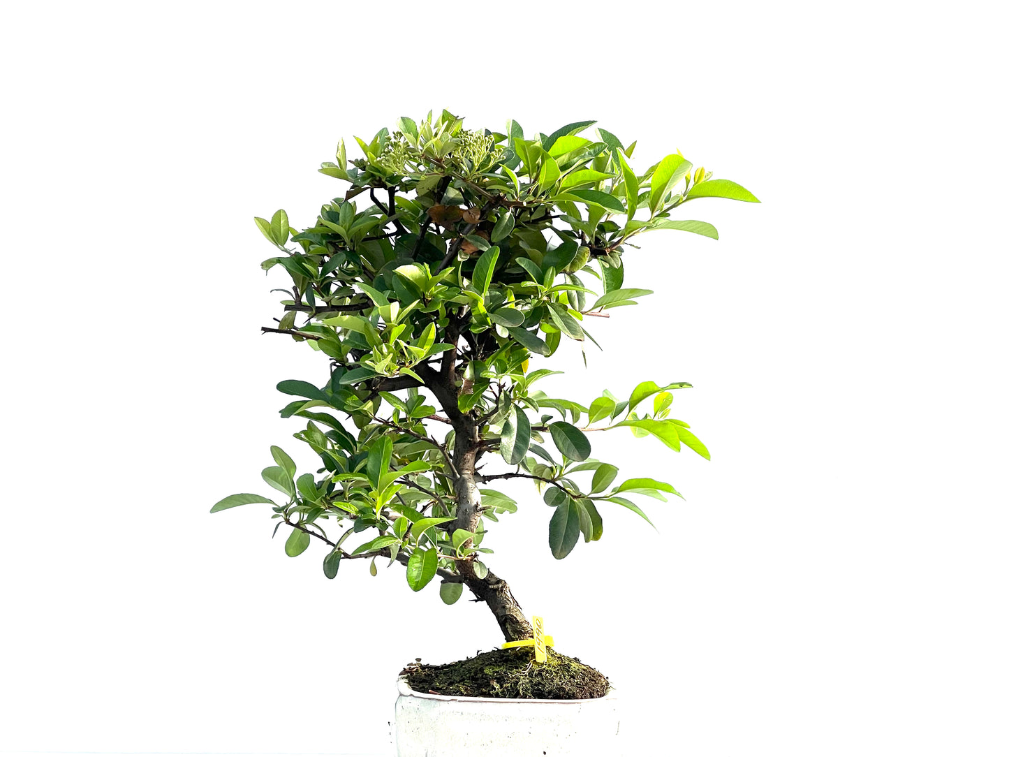 Pyracantha 1990