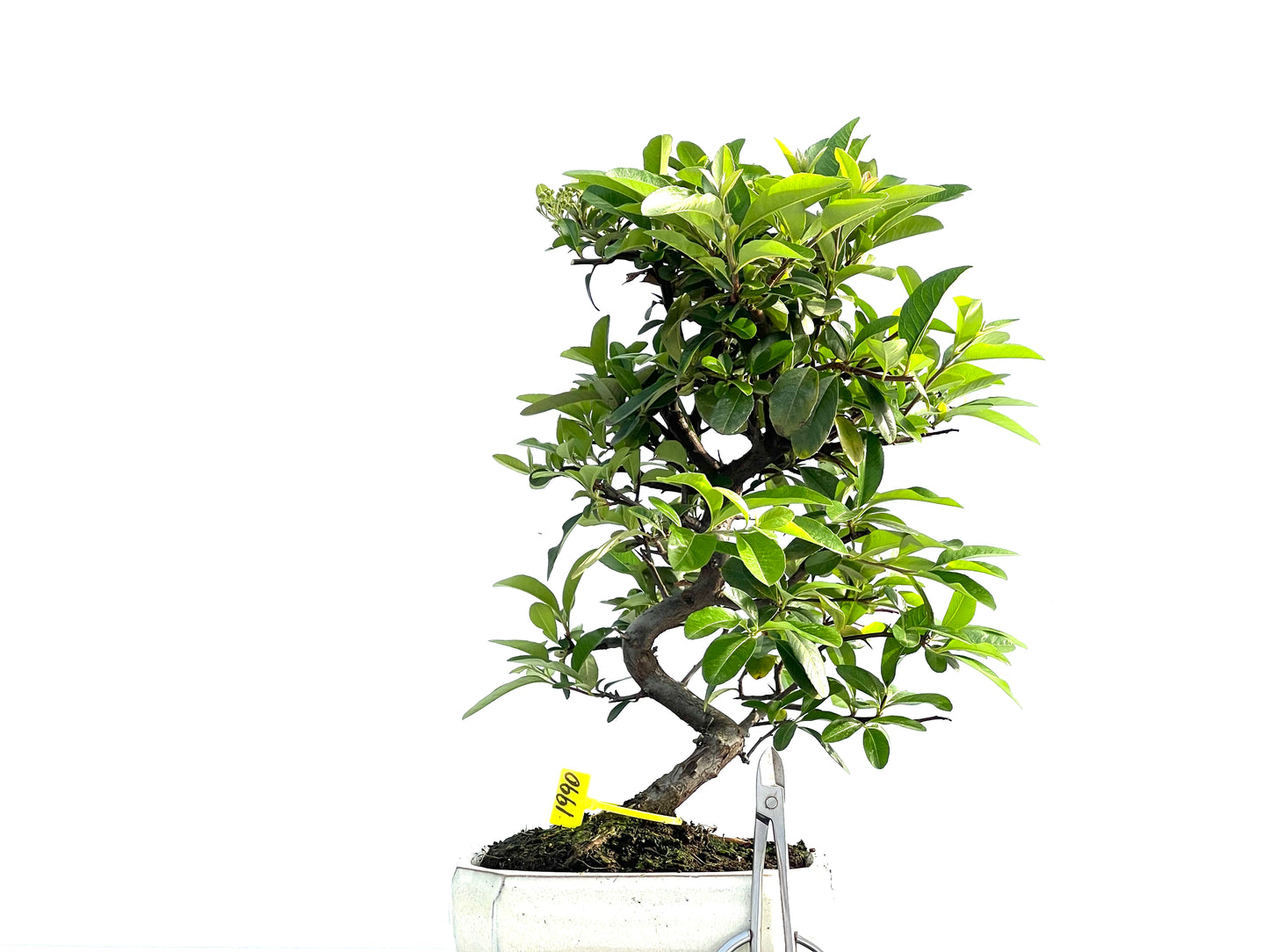 Pyracantha 1990