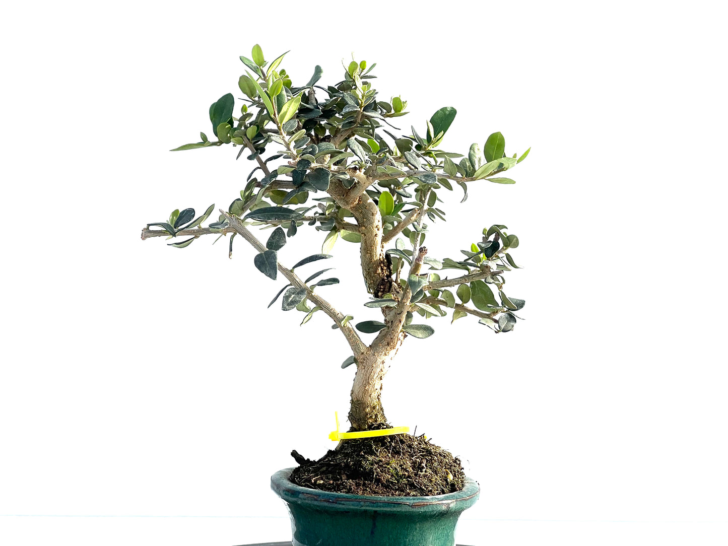 Olea Europaea Sylvestris 1991