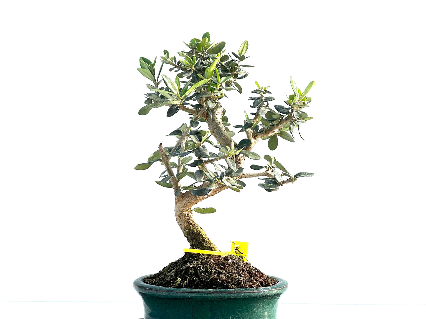 Olea Europaea Sylvestris 1991