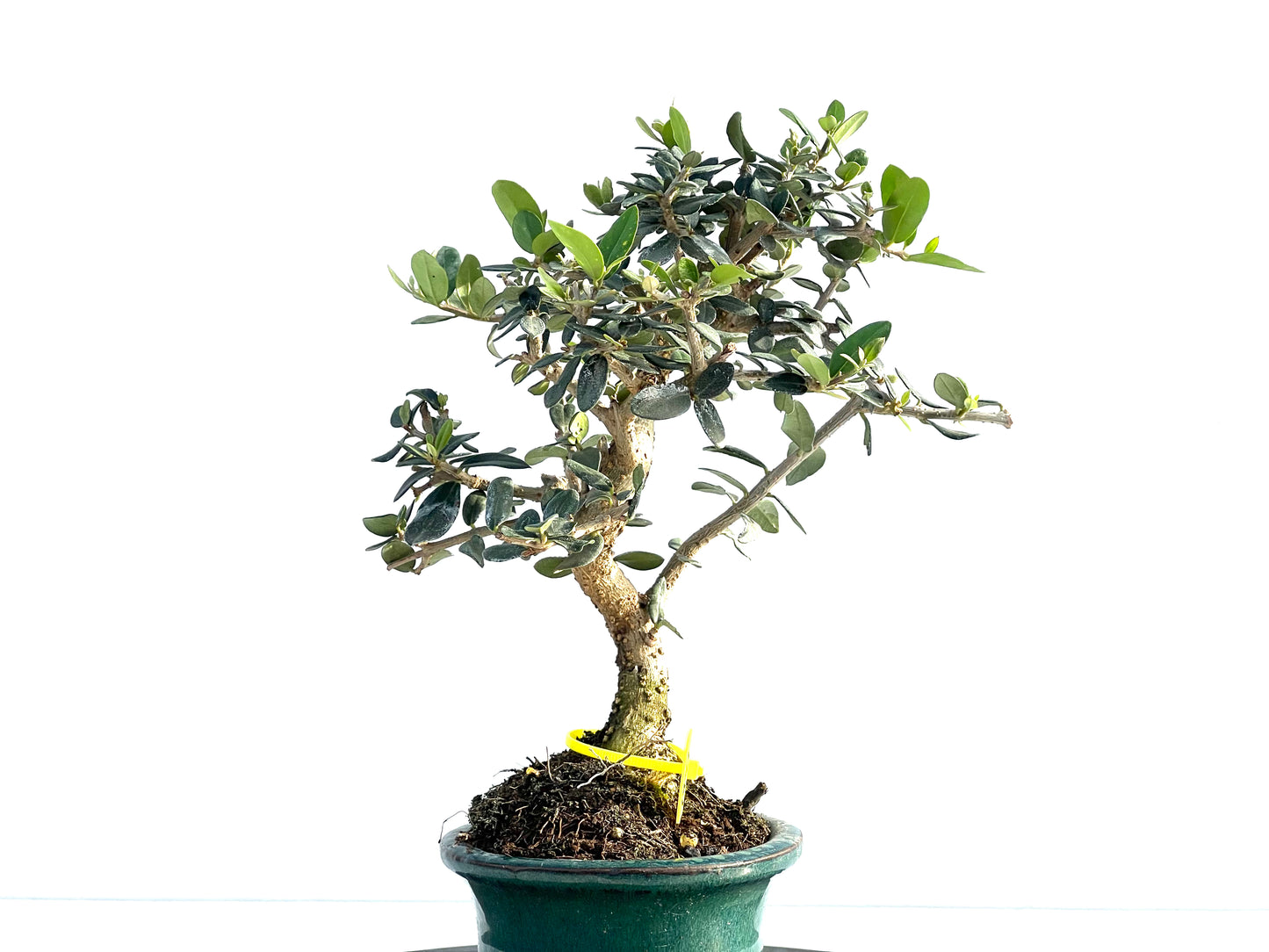 Olea Europaea Sylvestris 1991