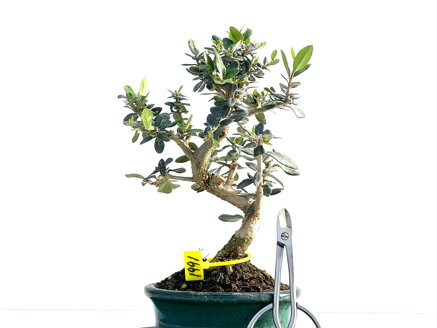 Olea Europaea Sylvestris 1991