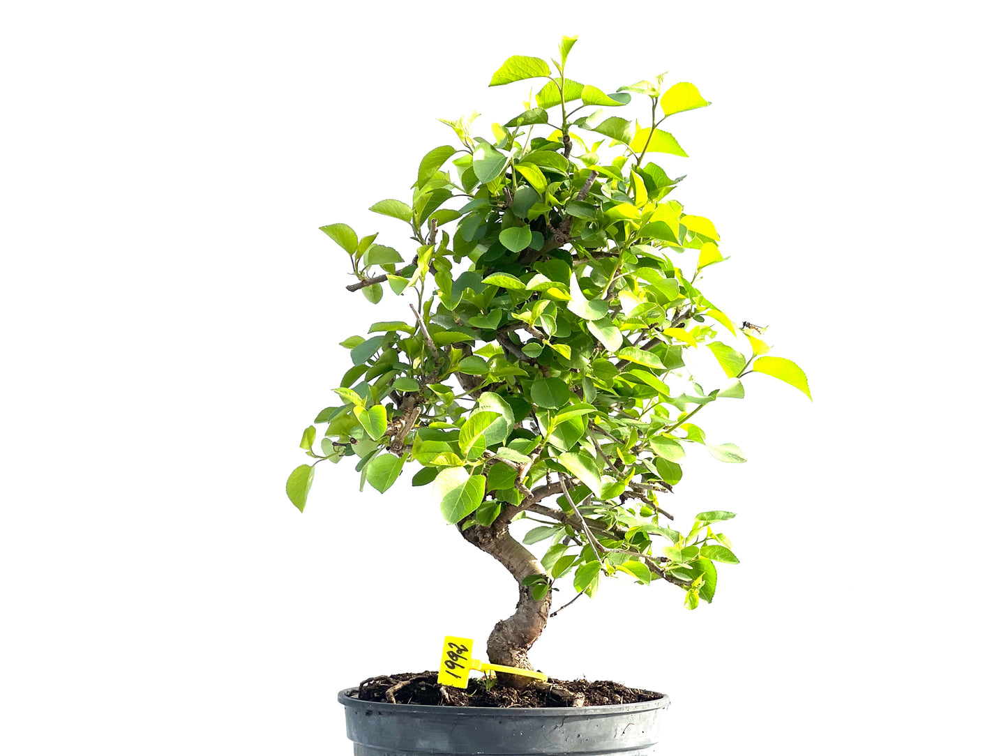 Prunus Mahaleb 1992