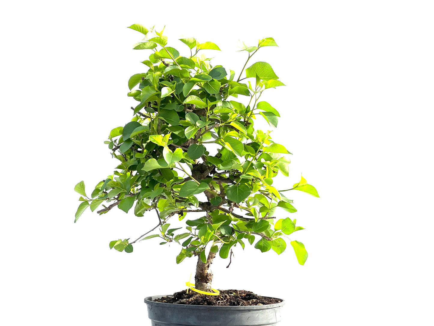 Prunus Mahaleb 1992