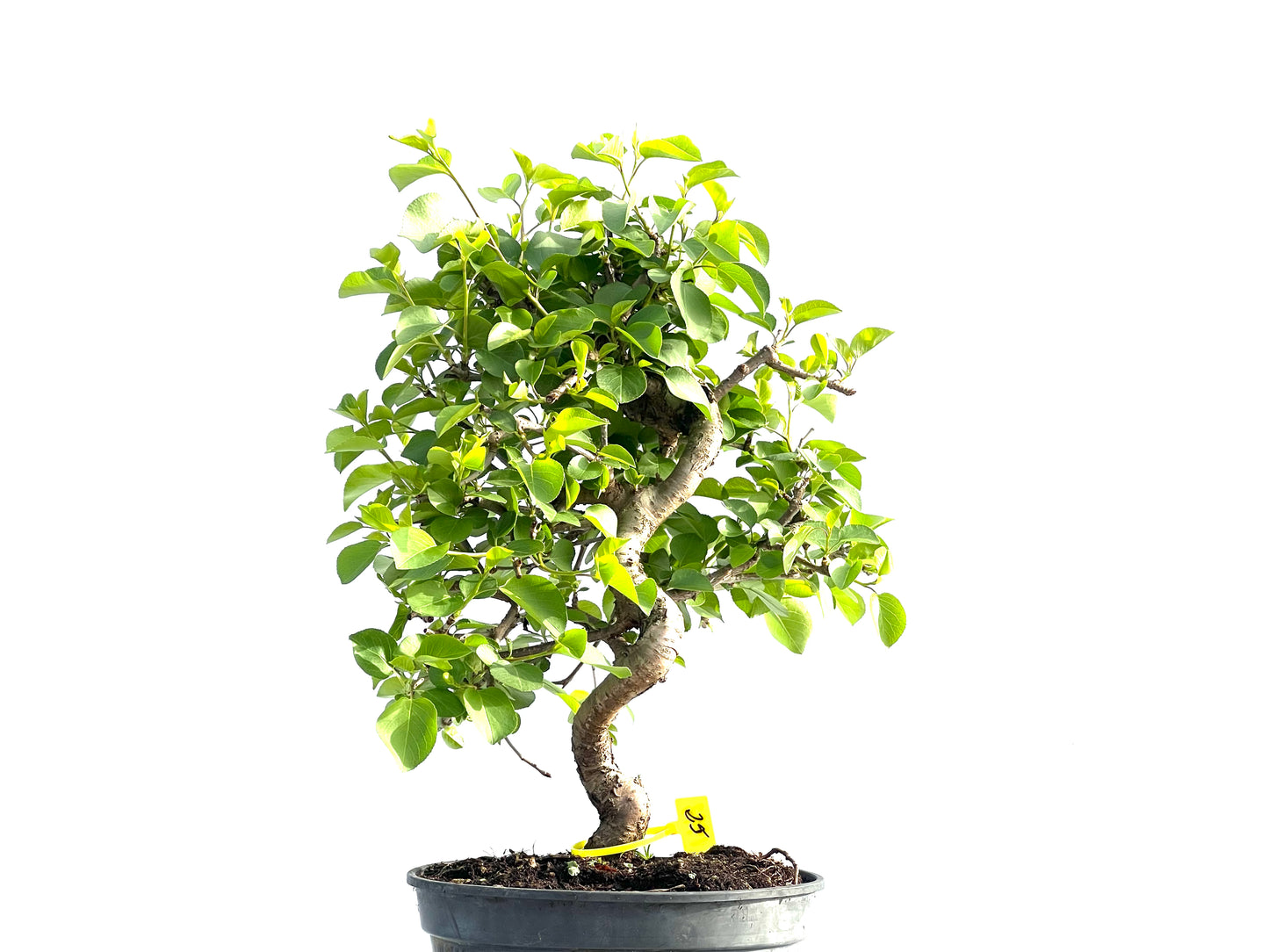 Prunus Mahaleb 1992