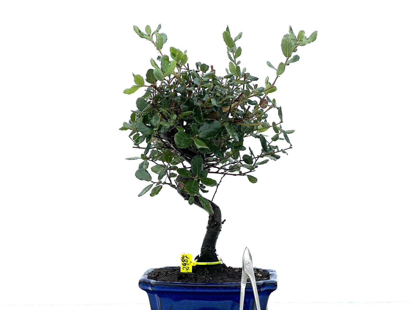 Quercus Suber 2987