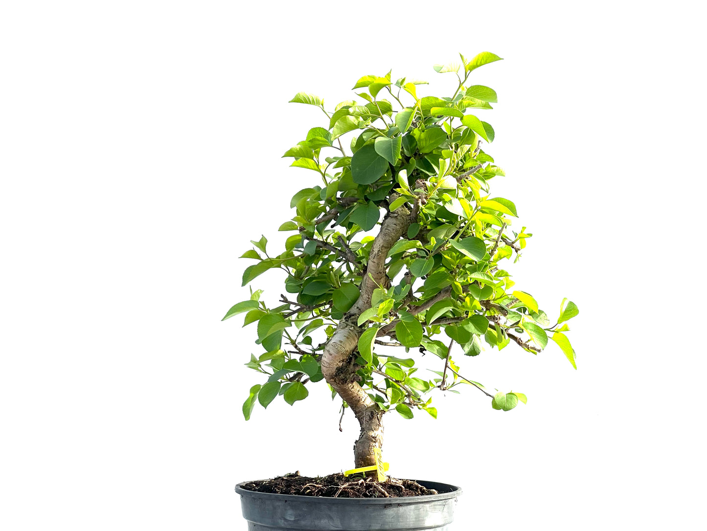 Prunus Mahaleb 1992