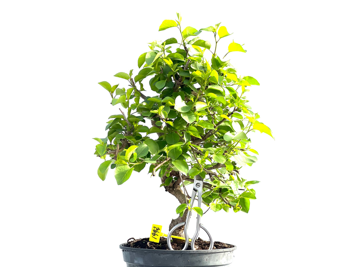 Prunus Mahaleb 1992