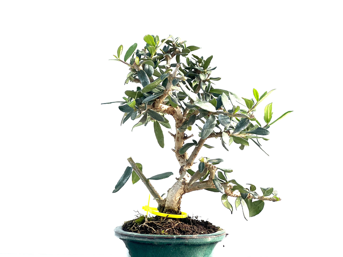 Olea Europaea Sylvestris 1994