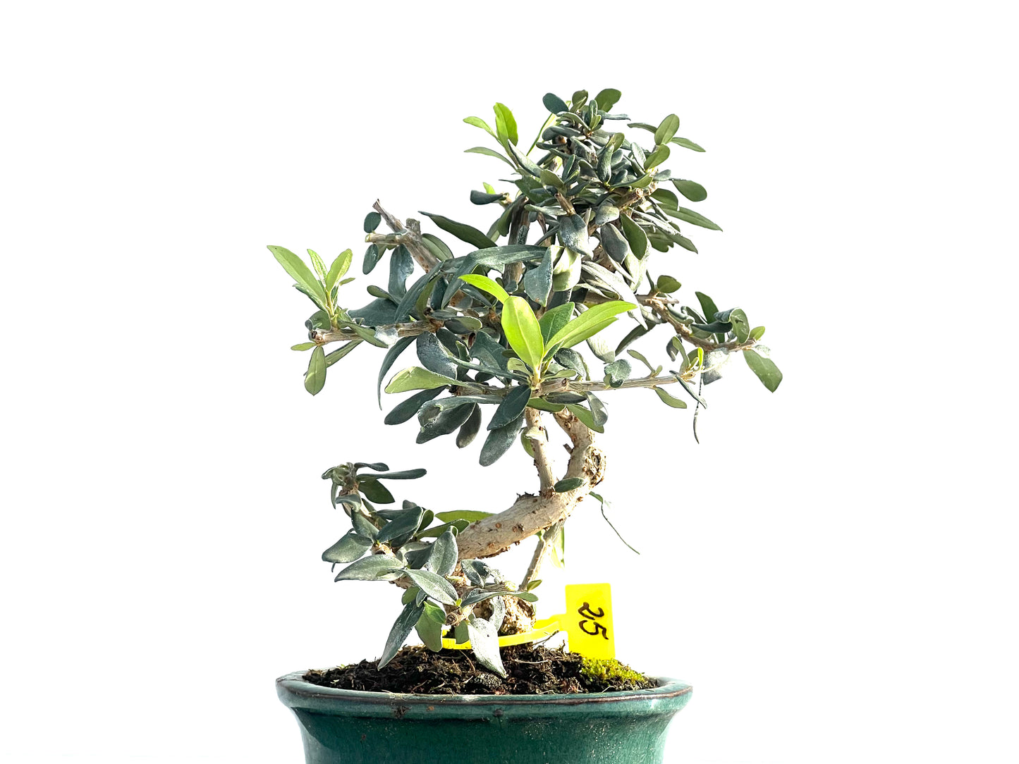 Olea Europaea Sylvestris 1994