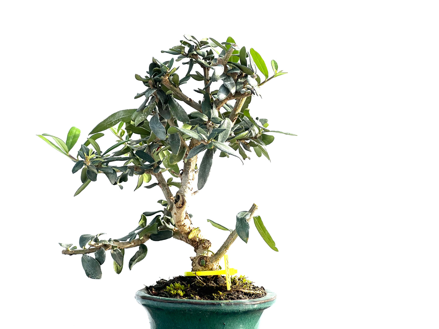 Olea Europaea Sylvestris 1994