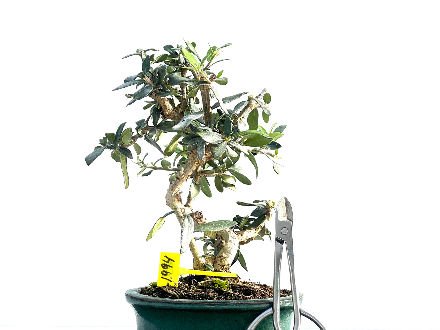 Olea Europaea Sylvestris 1994