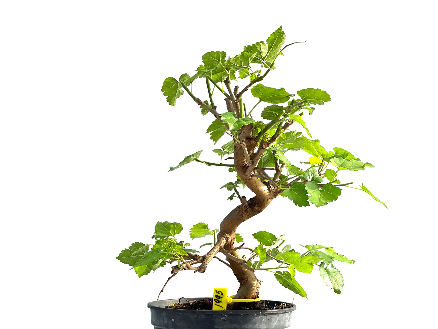 Morus Alba 1995