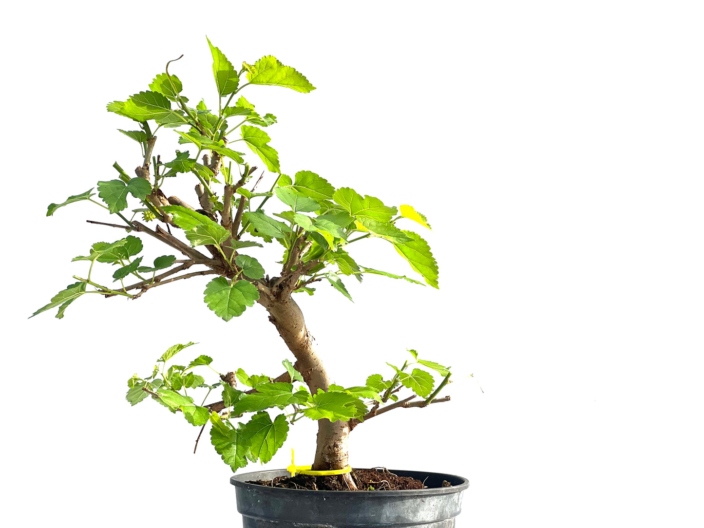 Morus Alba 1995