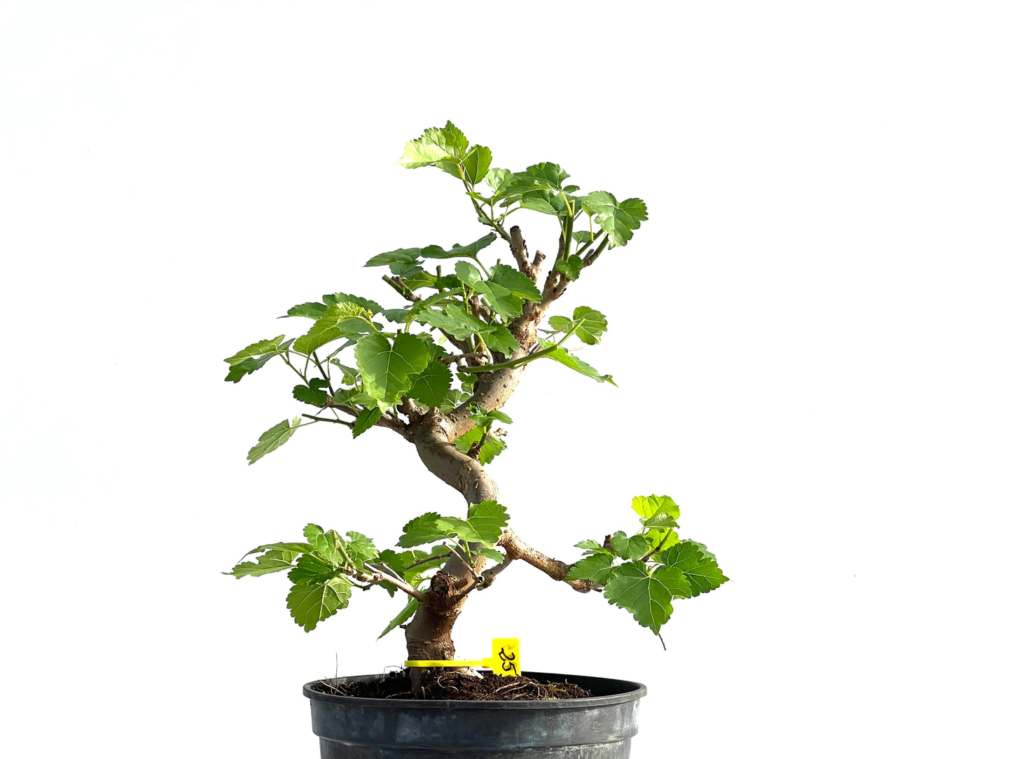 Morus Alba 1995