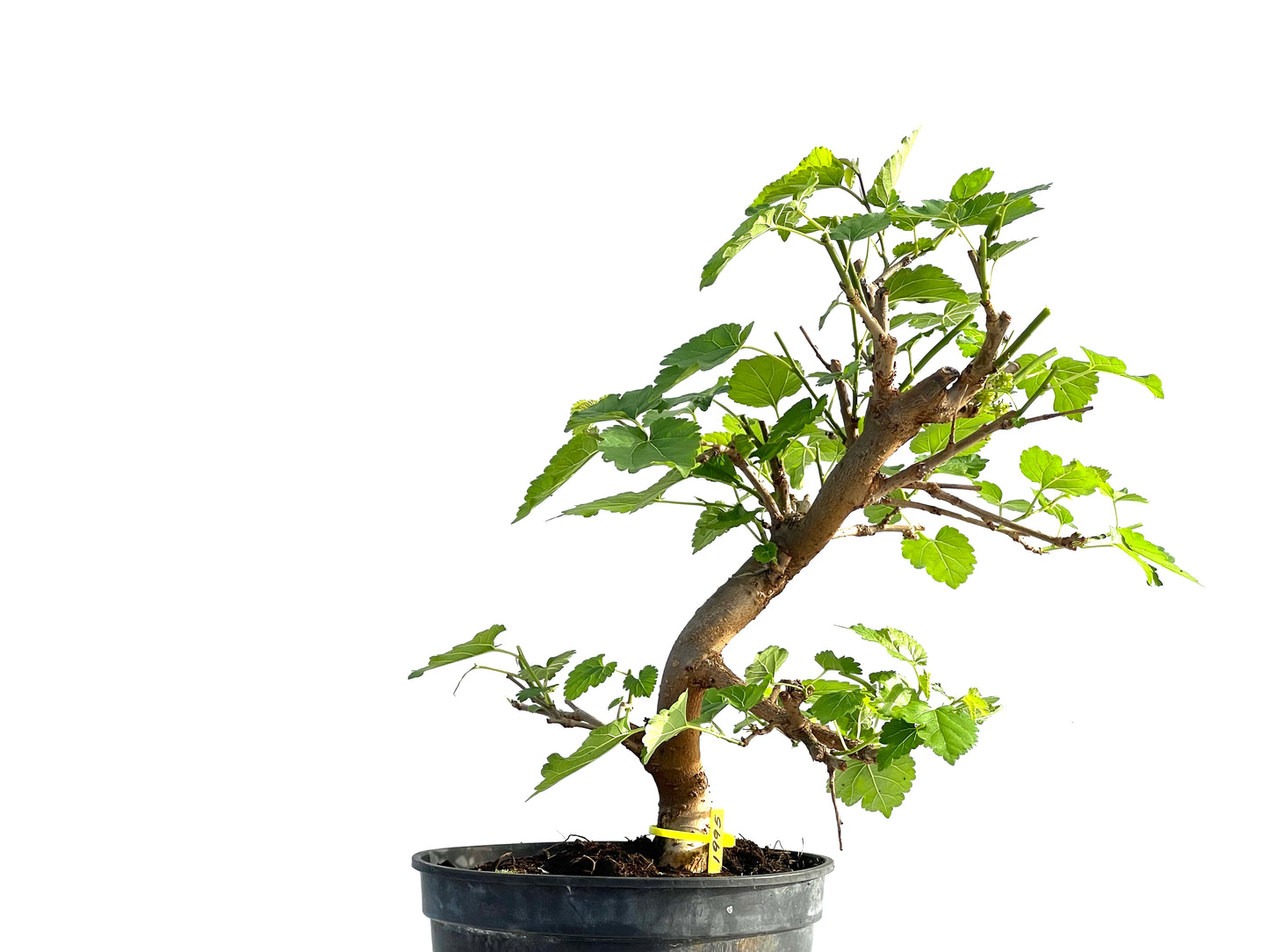 Morus Alba 1995