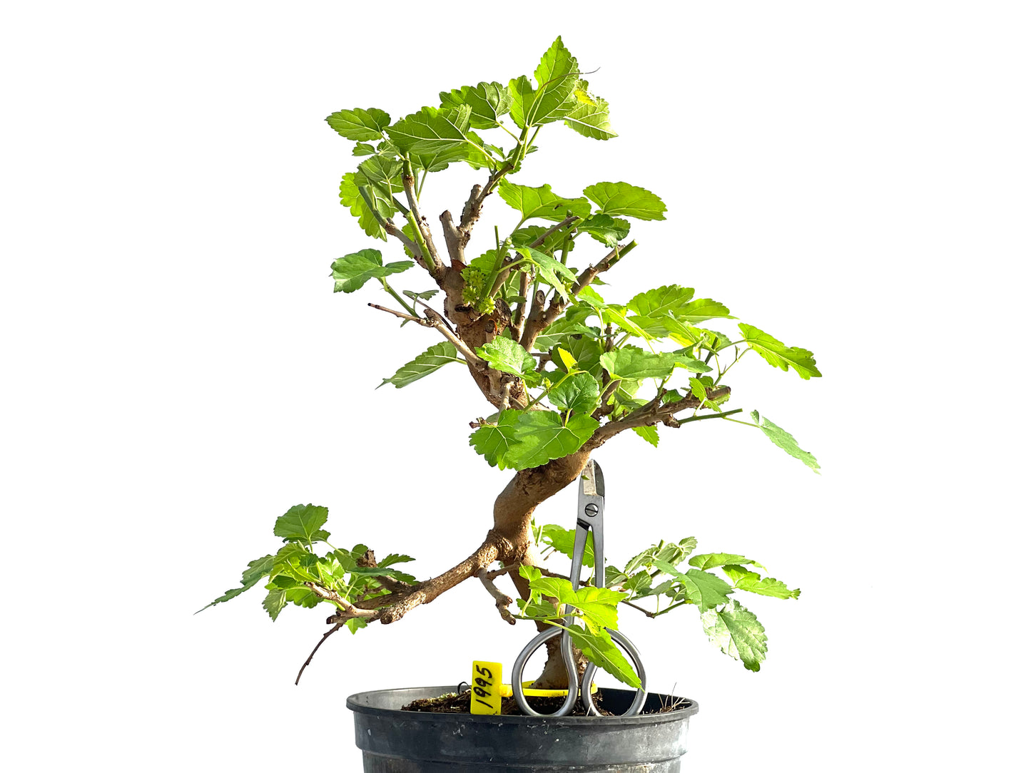 Morus Alba 1995