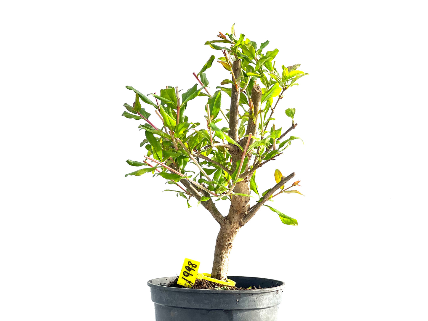 Punica Granatum Nejikan 1998