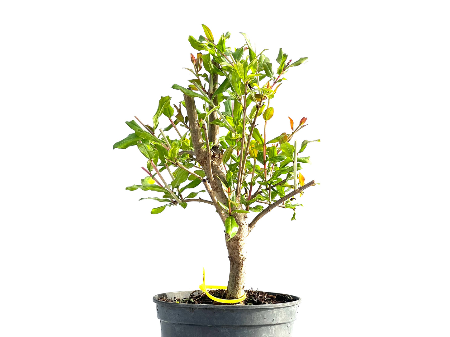 Punica Granatum Nejikan 1998