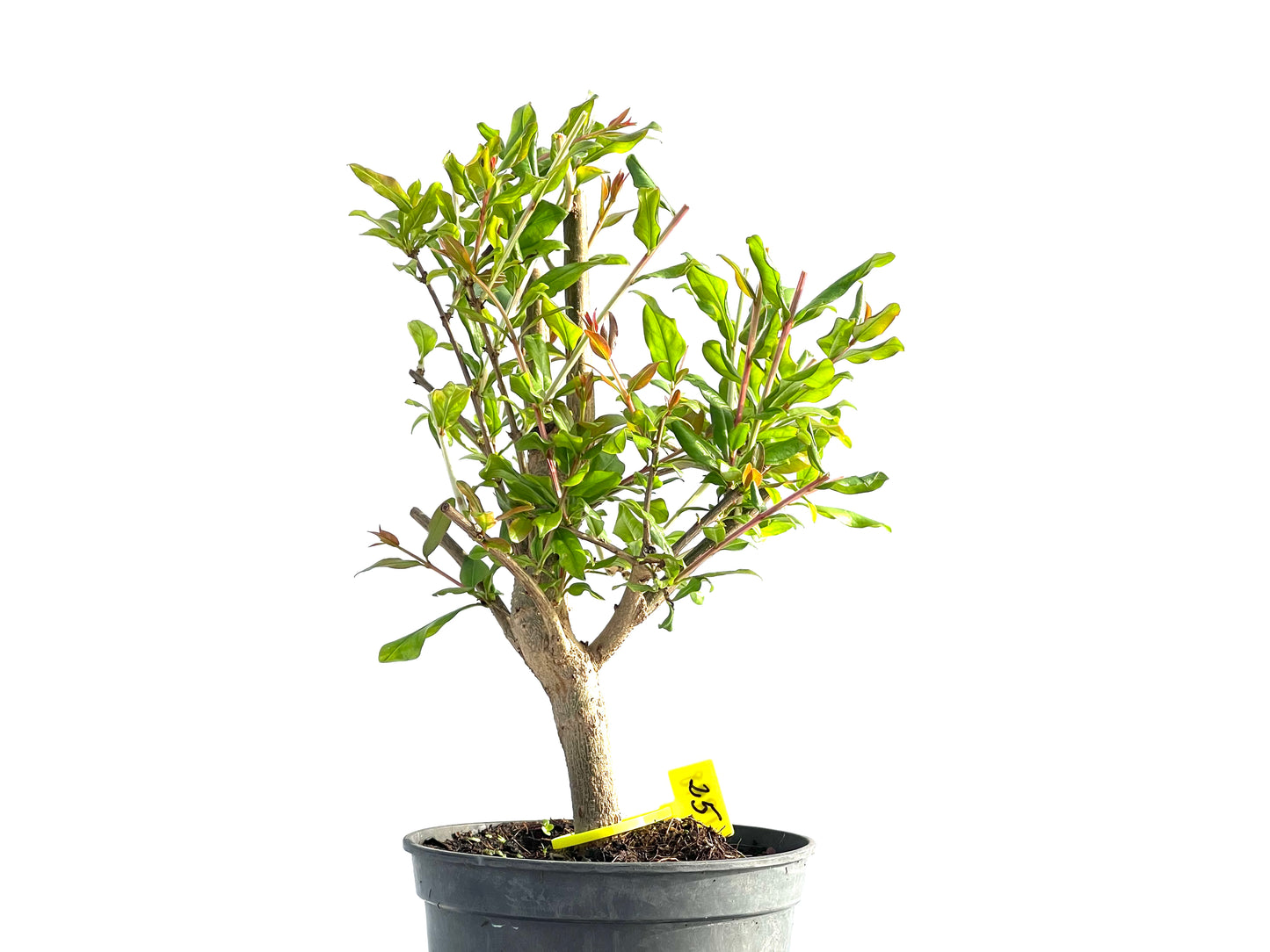 Punica Granatum Nejikan 1998