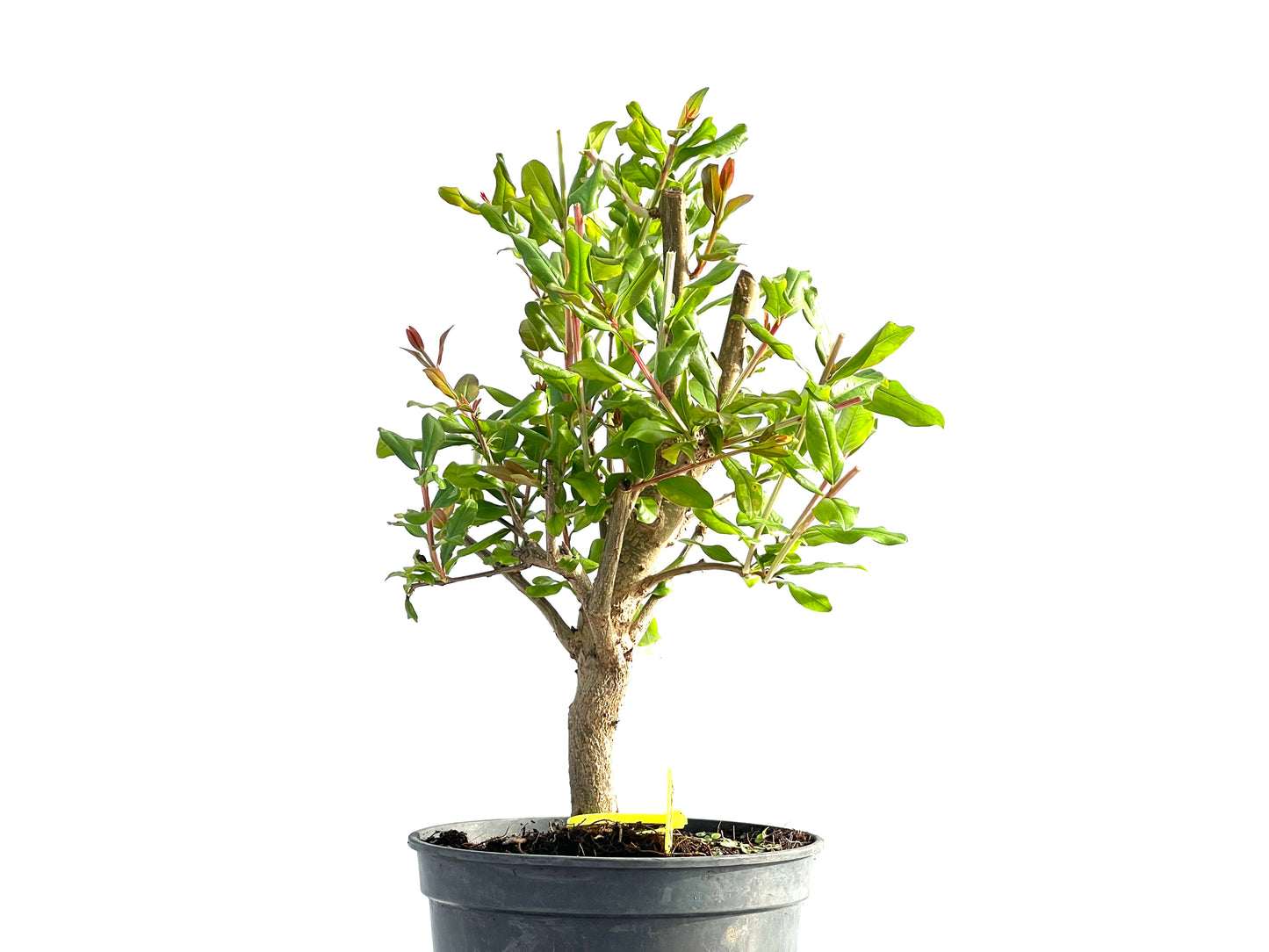 Punica Granatum Nejikan 1998
